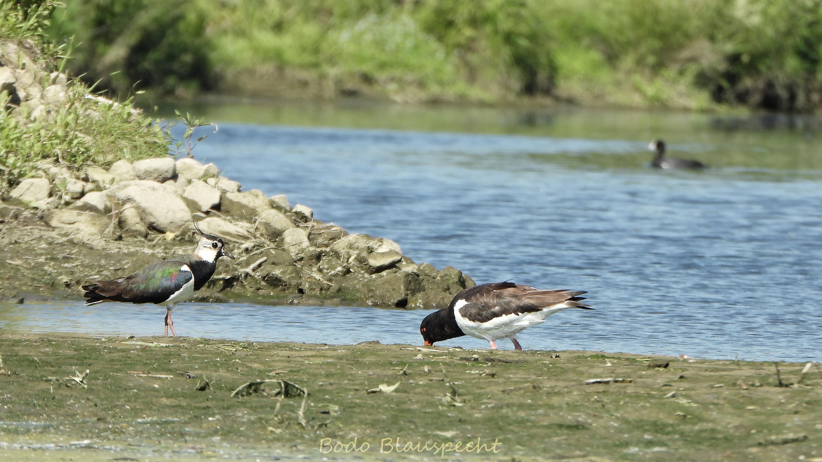 AviFauna   Steveraue   2020.06.25 10.06 14 HQ